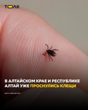 Клещи уже проснулись. По данным лаборатории "Гемотест", на проверку клещей уже сдавали в Алтайском и Красноярском краях, Новосибирской, Иркутской и Томской областях, Республике Алтай, пишут "Известия"