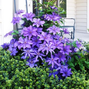 Как гарантировать успешное приживление ваших клематисов: три простых совета