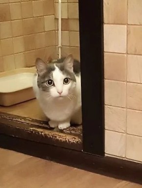 В Бийске ищут новый дом котам, спасённым местной жительницей