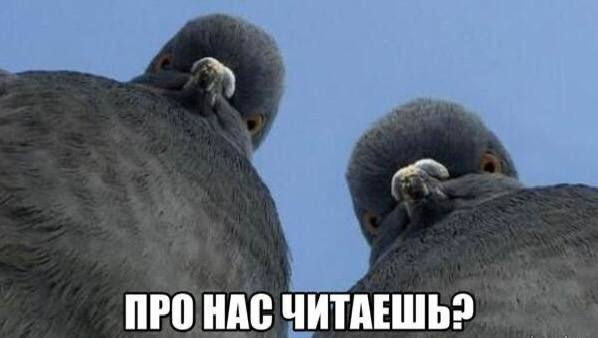 Голуби — привычная часть городской среды