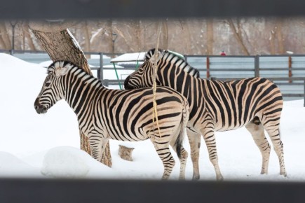 �� ����� ������ � ��������� ���� ���������� ���������� ������