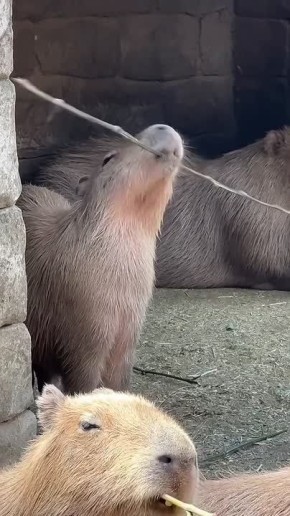 ������ ����, ��������� ����!�