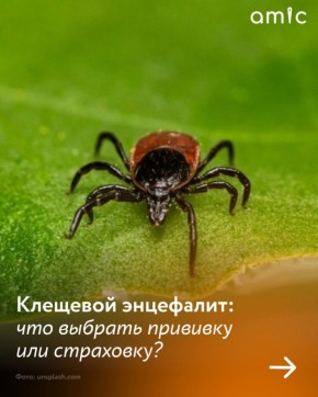 Застраховаться или вакцинироваться? Сколько стоит защита от клещевого энцефалита в Барнауле