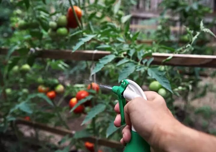 Томаты и йод: 8 секретных рецептов для сильных и здоровых растений