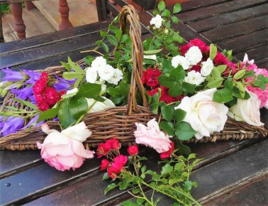 Как выбрать идеальные розы для вашего сада: советы и секреты