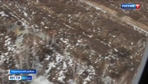 Паводок: на Алтае на особом контроле реки Чумыш, Тогул и Бурла