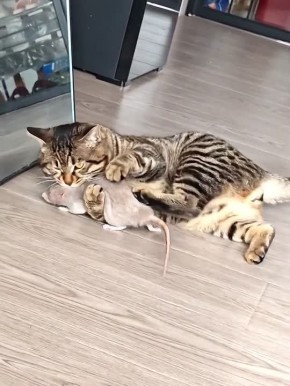 Том м Джерри в реальности