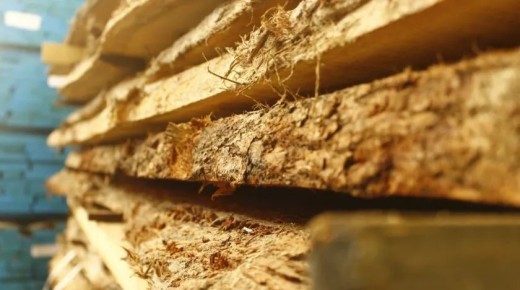 В Алтайском крае уточнят правила выделения жителям древесины