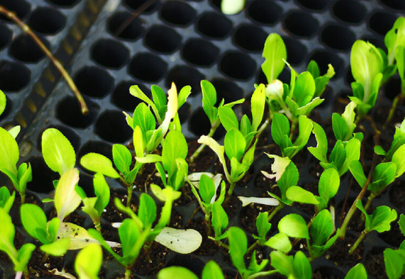 Что стоит купить в садовых магазинах осенью: полезные советы для дачников