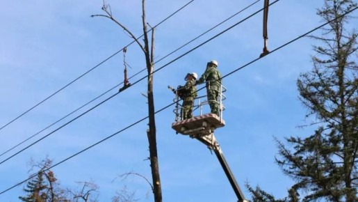 302 аварийных дерева снесут в Барнауле весной
