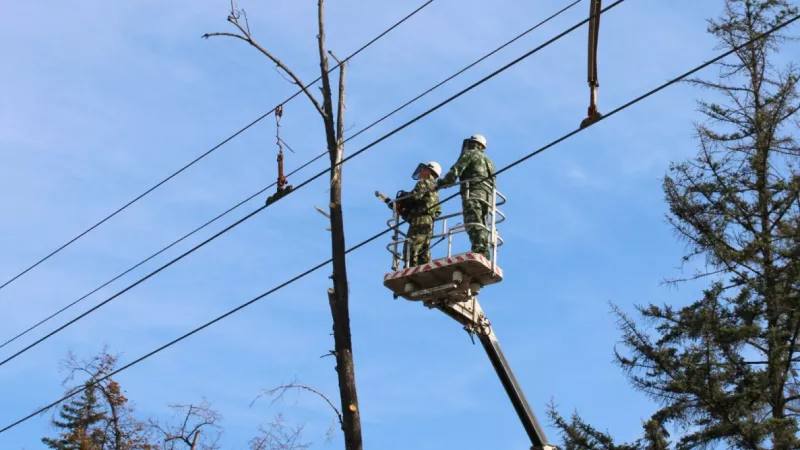 302 аварийных дерева снесут в Барнауле весной
