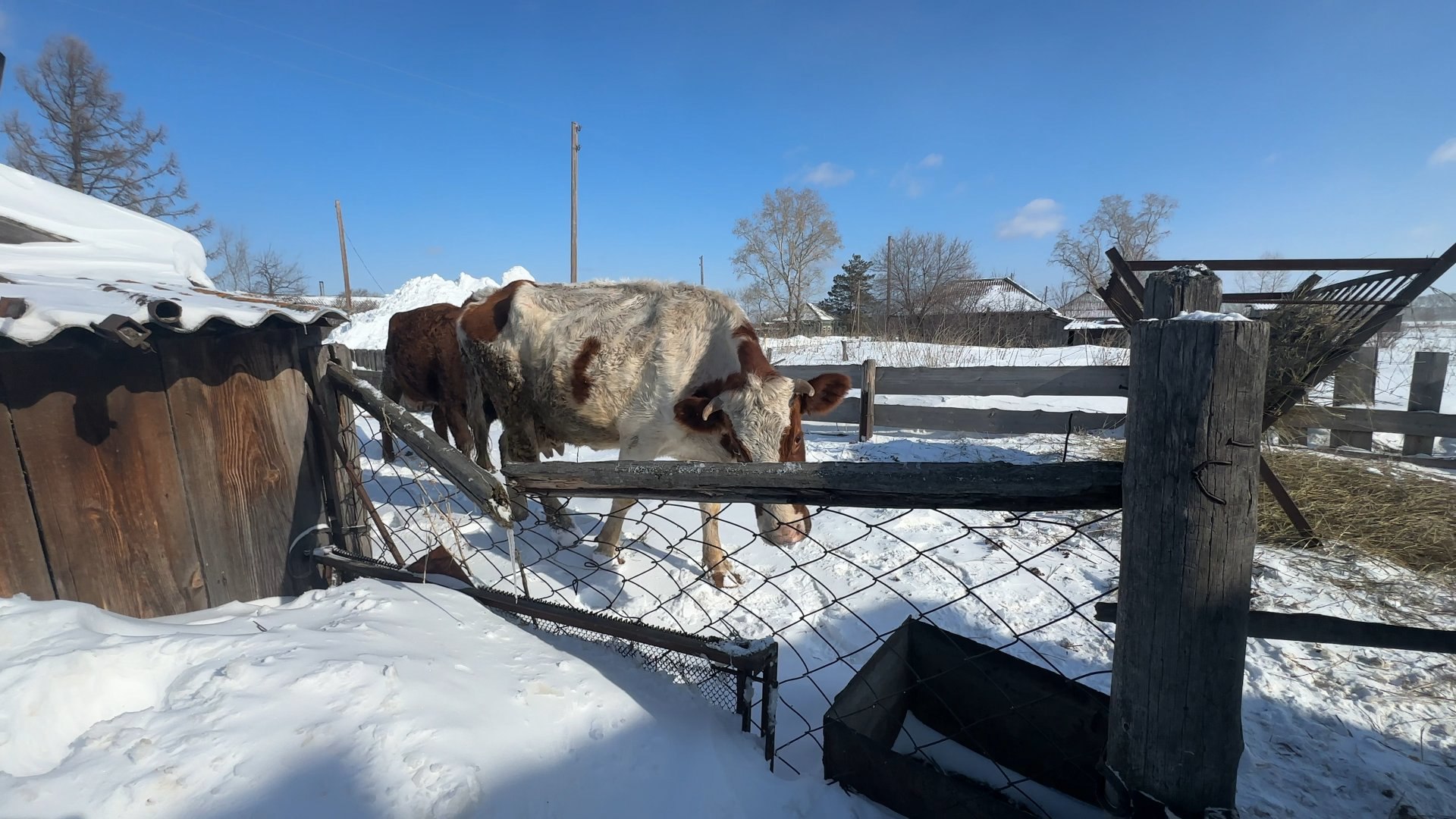 Корреспондент «Катунь 24» Анастасия Парфенова съездила в Ребрихинский район, чтобы познакомиться с сельской жизнью Корреспондент «Катунь 24» Анастасия Парфенова съездила в Ребрихинский район, чтобы познакомиться с сельской жизнью