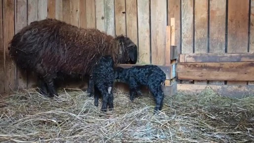 Два черных ягненка появились на свет в барнаульском зоопарке