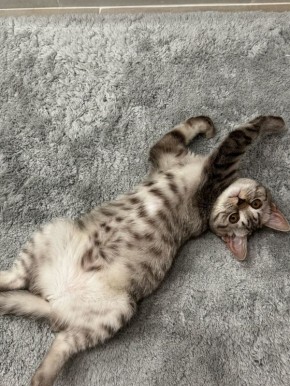 Доброе утро, Алтайский край!