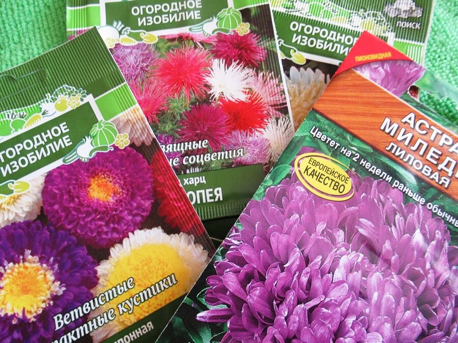 Как правильно сеять астры в марте для великолепного цветения