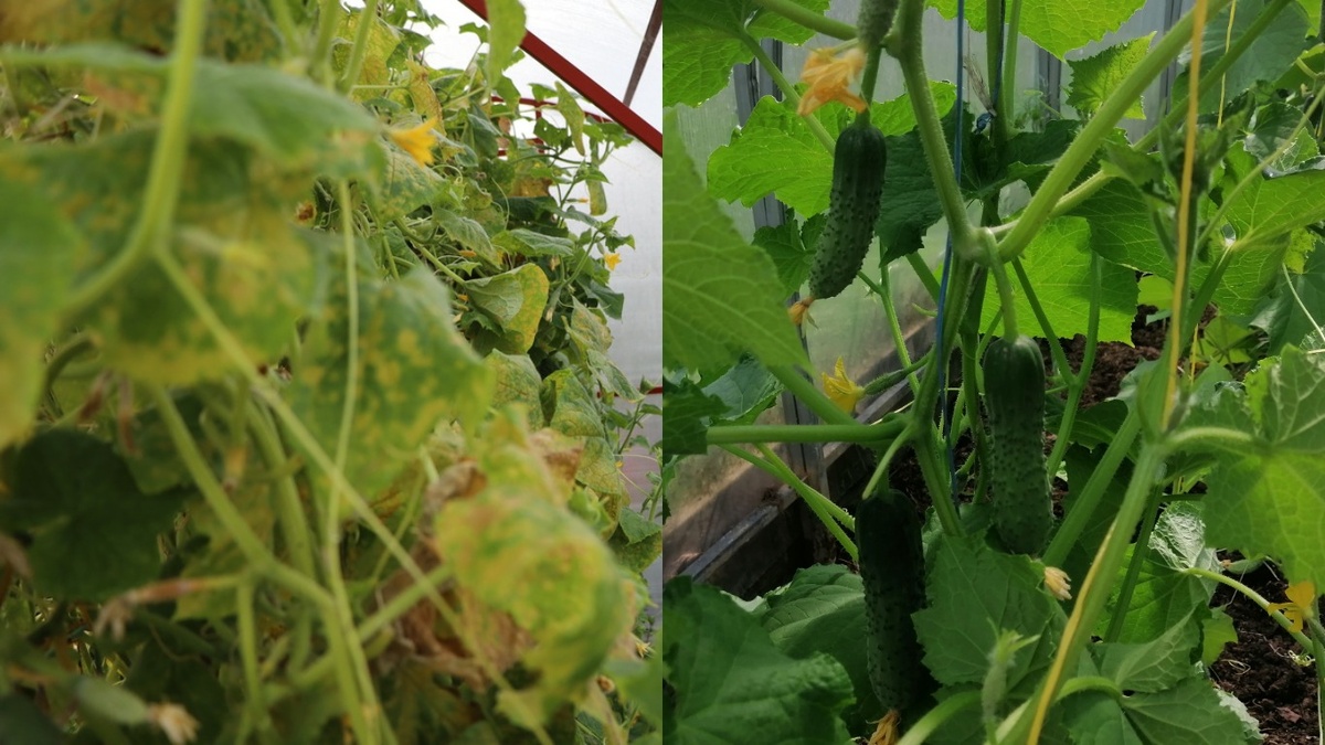 Как секреты агронома превращают огуречные грядки в зеленый рай
