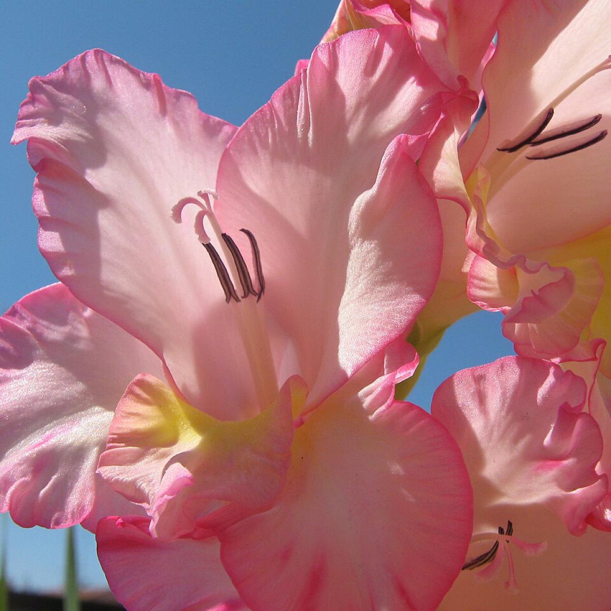 Как хранить гладиолусы зимой: советы для успешного цветения