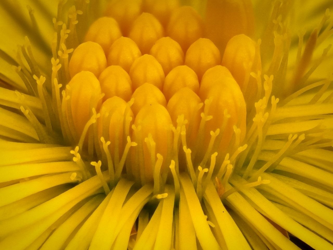 Весна идет! В Алтайском заповеднике расцвели первые весенние цветы Весна идет! В Алтайском заповеднике расцвели первые весенние цветы