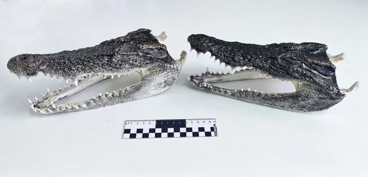 Две головы крокодила обнаружили в чемодане пассажира в аэропорту Толмачево