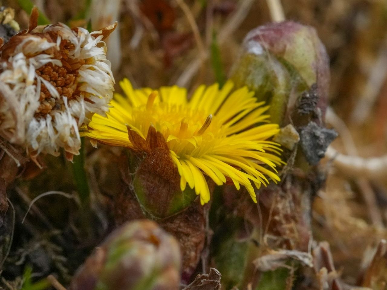 Весна идет! В Алтайском заповеднике расцвели первые весенние цветы Весна идет! В Алтайском заповеднике расцвели первые весенние цветы