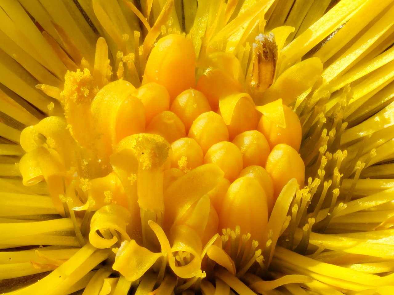 Весна идет - весне дорогу!