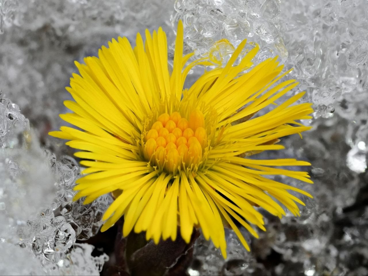 Весна идет! В Алтайском заповеднике расцвели первые весенние цветы Весна идет! В Алтайском заповеднике расцвели первые весенние цветы
