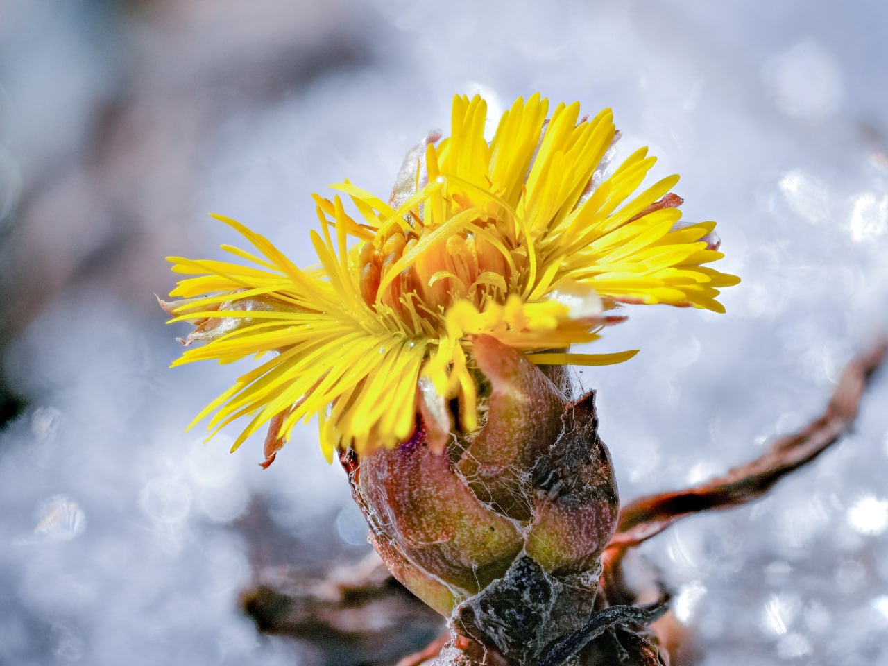 Весна идет - весне дорогу! Весна идет - весне дорогу!