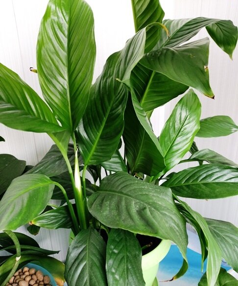 Как правильно удобрять спатифиллум для яркого цветения и пышной листвы