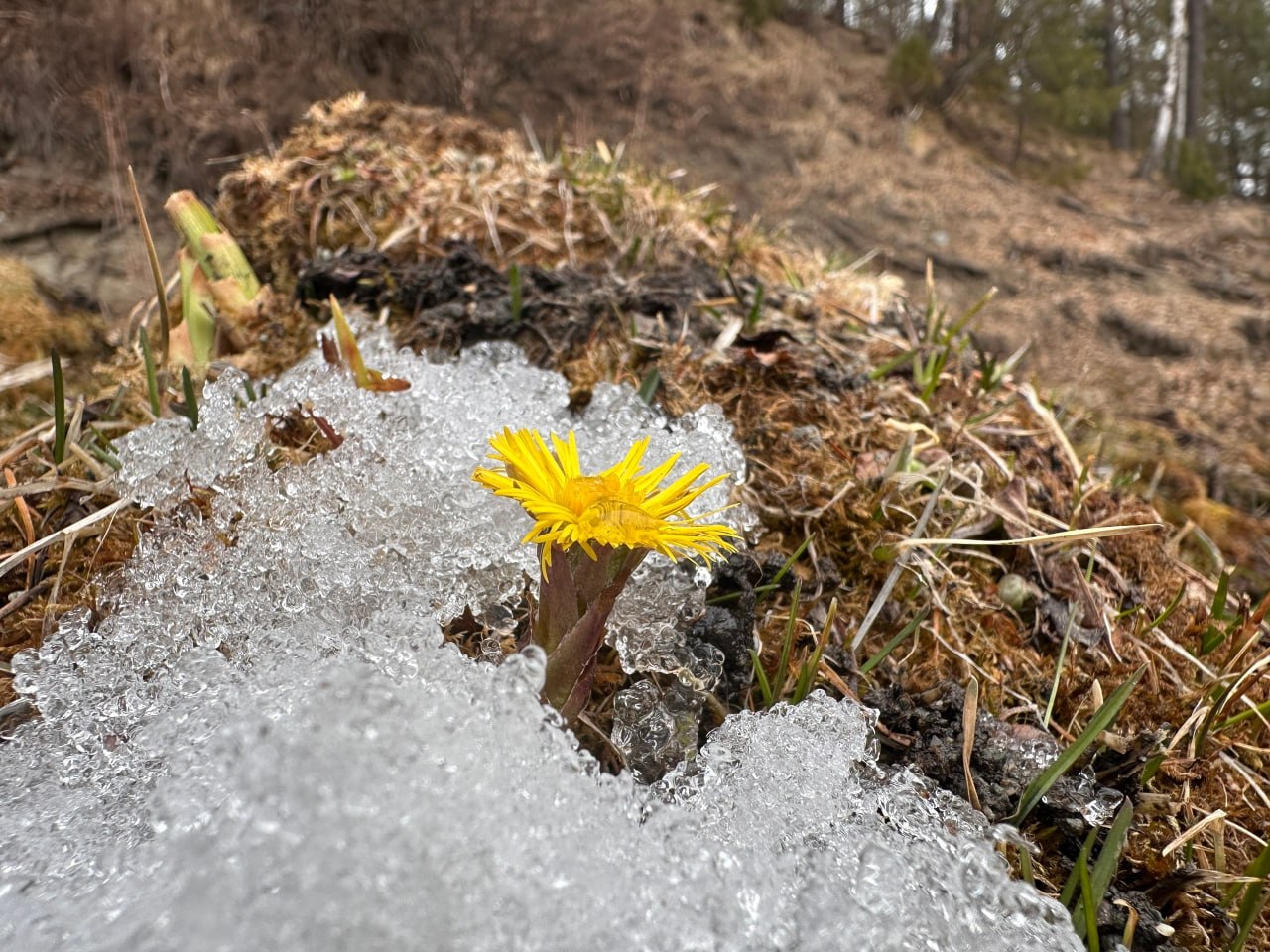 Весна идет - весне дорогу! Весна идет - весне дорогу!
