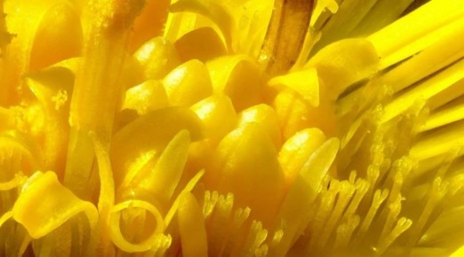 На Алтае зацвели первые цветы