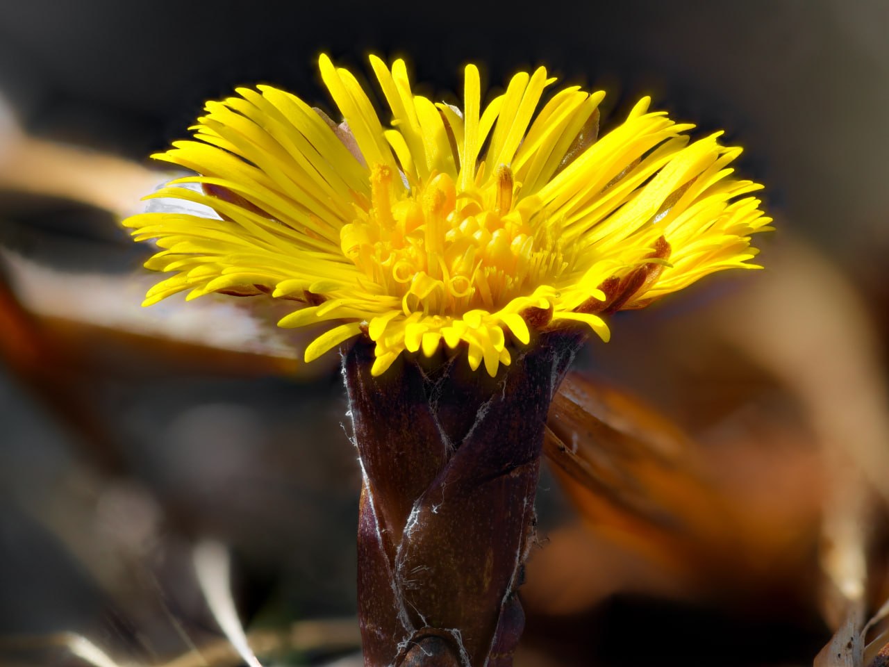 Весна идет - весне дорогу! Весна идет - весне дорогу!