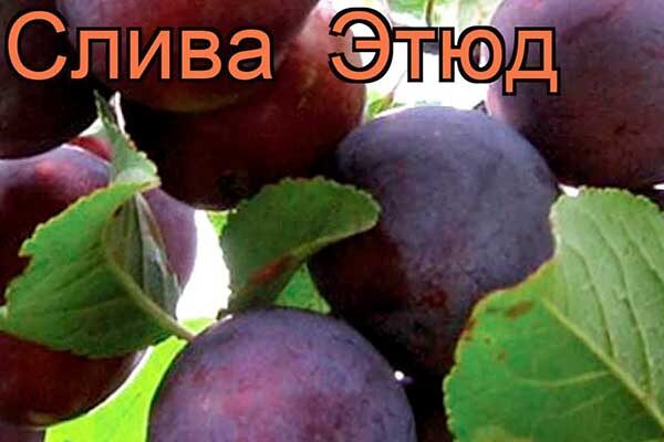 Как добиться хорошей урожайности сливы Этюд?