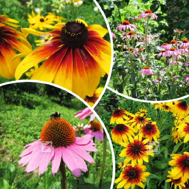 Пересадка эхинацеи и рудбекии: советы для успешного роста
