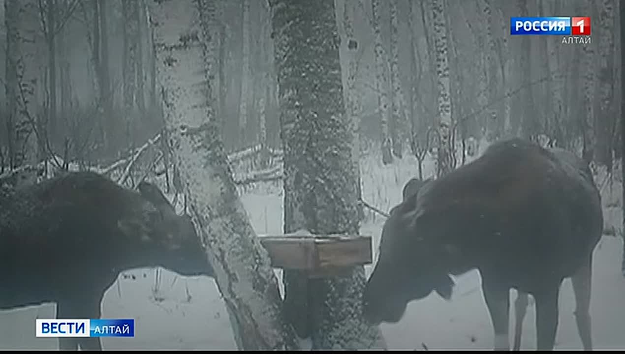 «Диких» жителей Алтая стало больше