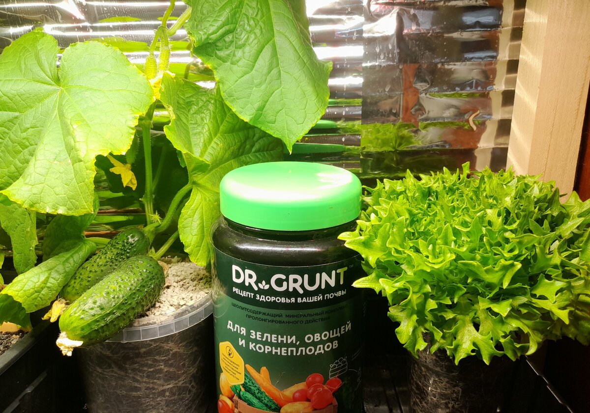 Как теперь можно вырастить овощи быстрее и проще: новое чудо для вашего огорода