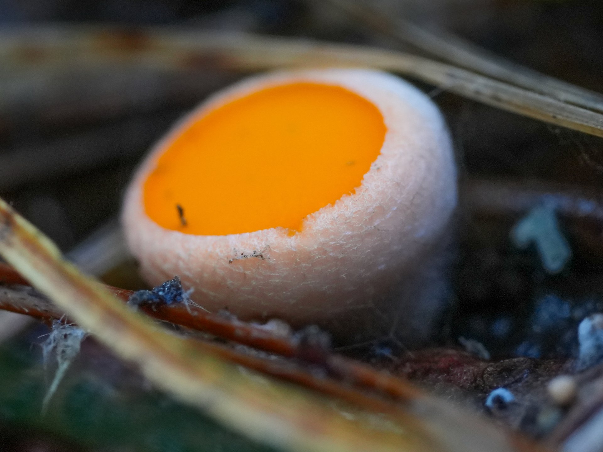 Алтайском заповеднике заметили первые весенние грибы Алтайском заповеднике заметили первые весенние грибы