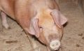 Оптимальный уход за свиноматкой до и после опороса