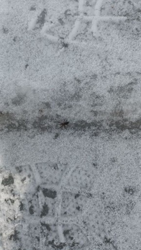 Пауки проснулись после зимы в Алтайском крае