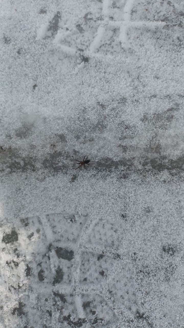 Пауки проснулись после зимы в Алтайском крае