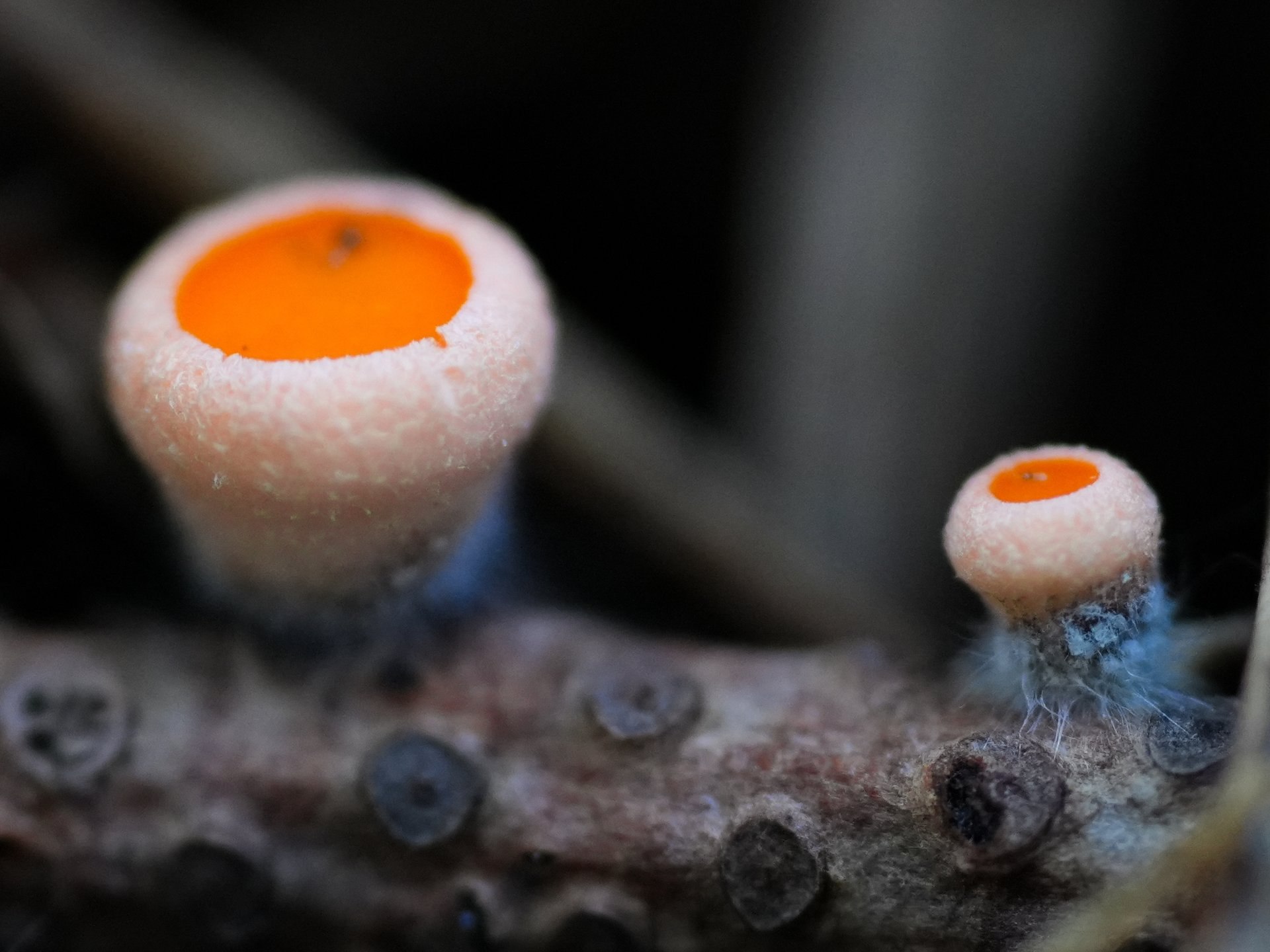 Алтайском заповеднике заметили первые весенние грибы Алтайском заповеднике заметили первые весенние грибы