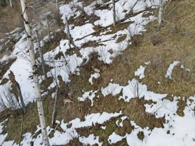 В Алтайском заповеднике наблюдают первые признаки весны