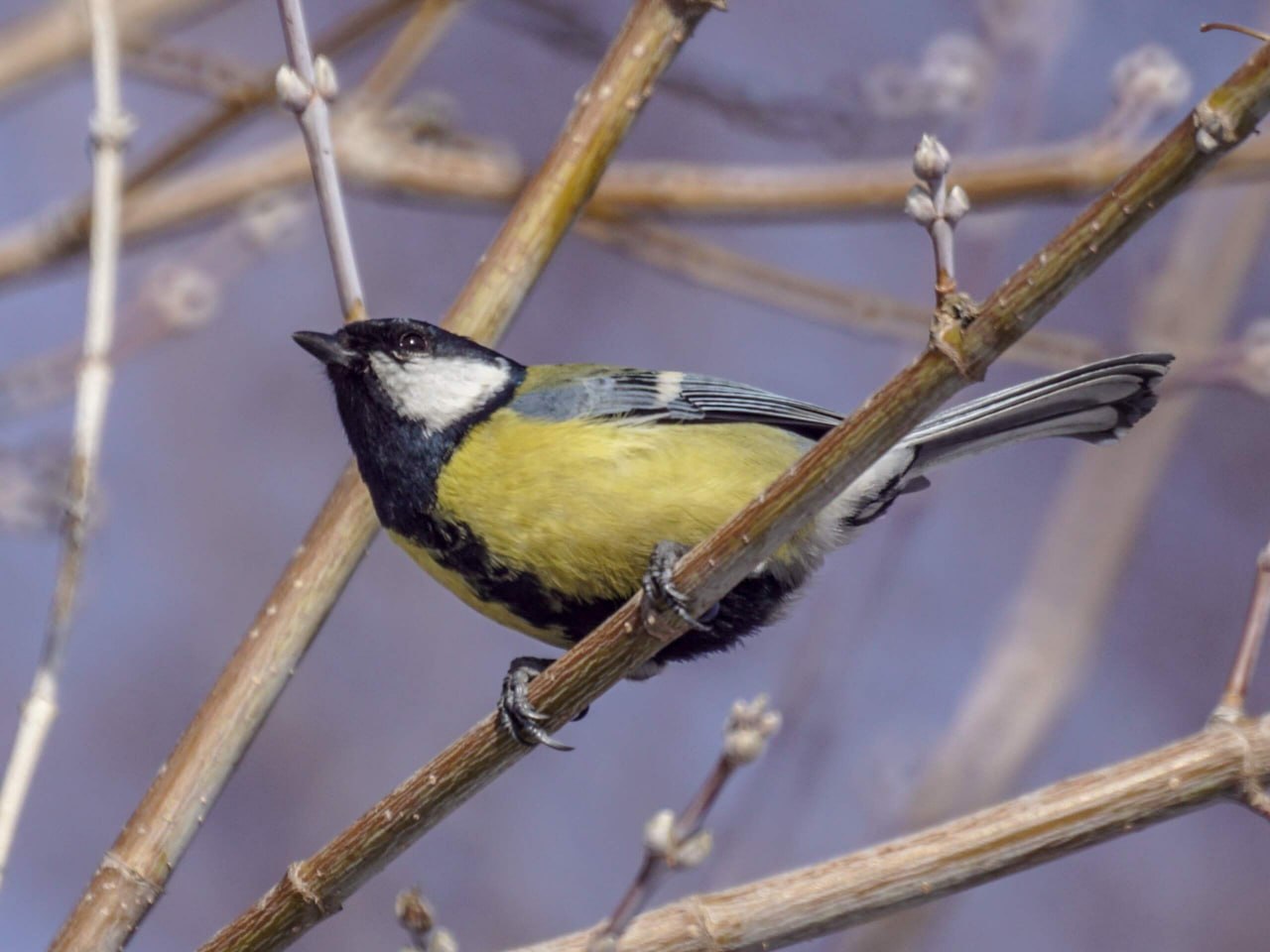 Первые коршуны уже прилетели в Алтайский край Первые коршуны уже прилетели в Алтайский край