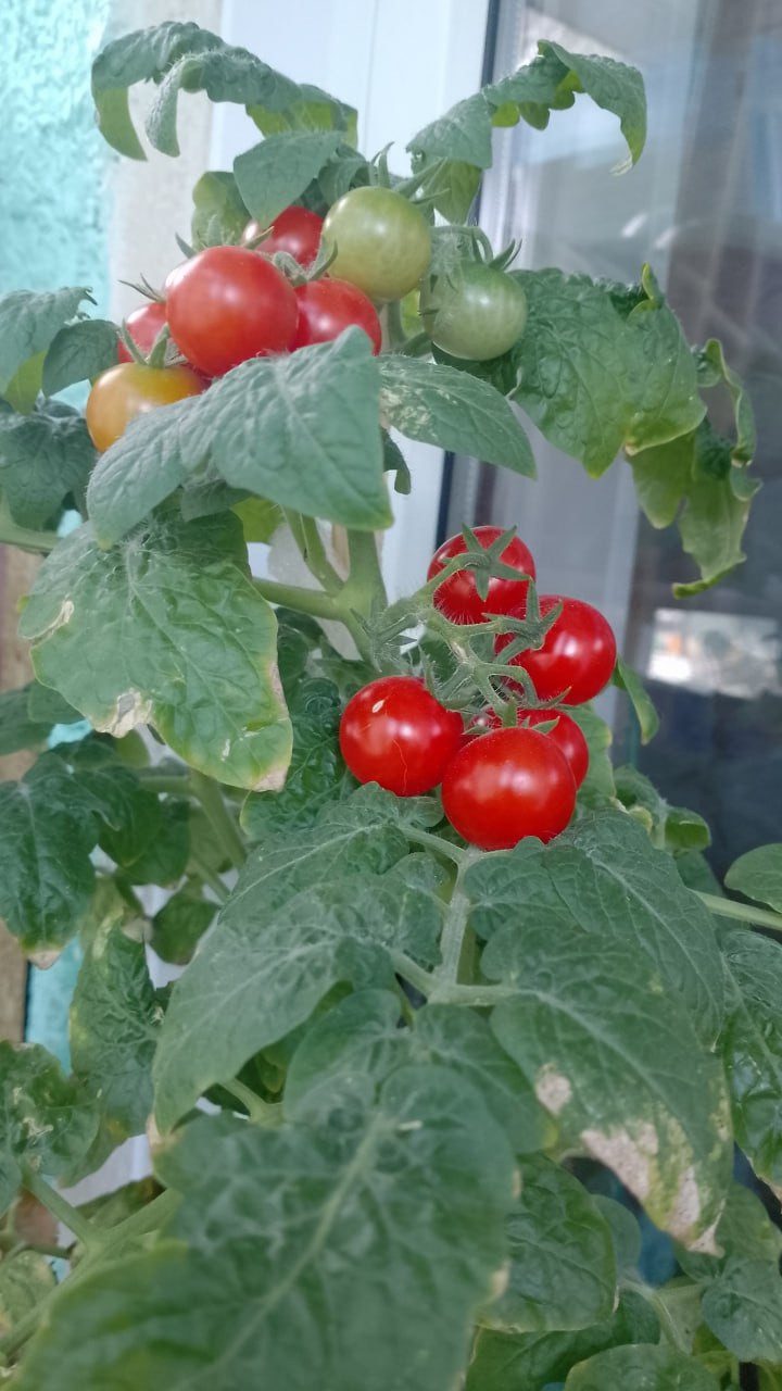 Недавно писали о том, что можно вырастить на подоконнике