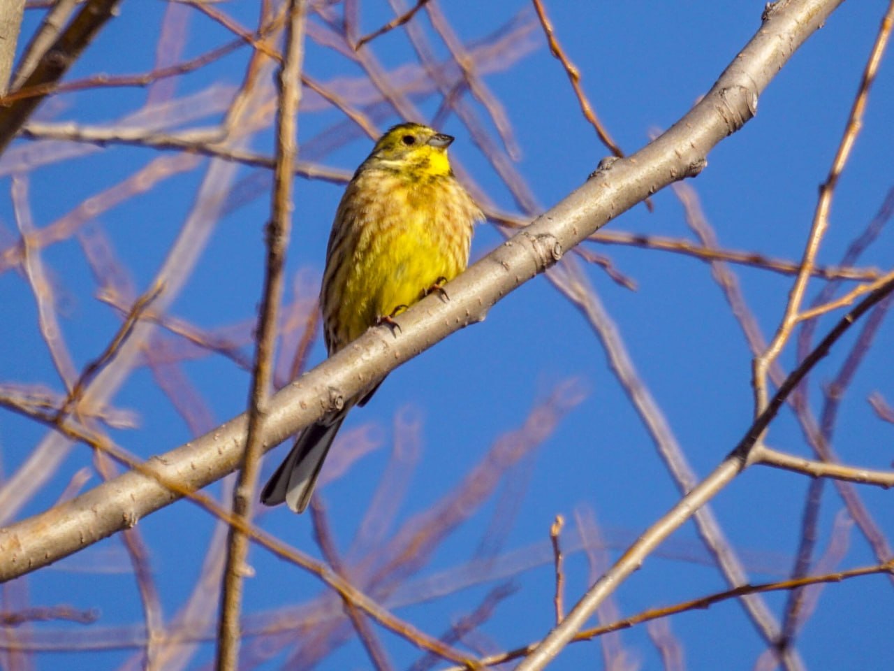 Первые коршуны уже прилетели в Алтайский край Первые коршуны уже прилетели в Алтайский край