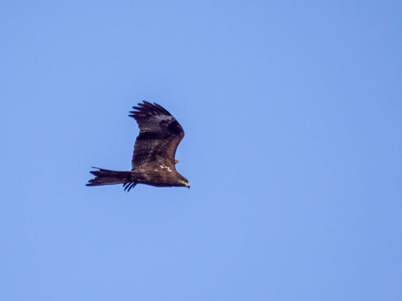 Первые коршуны уже прилетели в Алтайский край Первые коршуны уже прилетели в Алтайский край