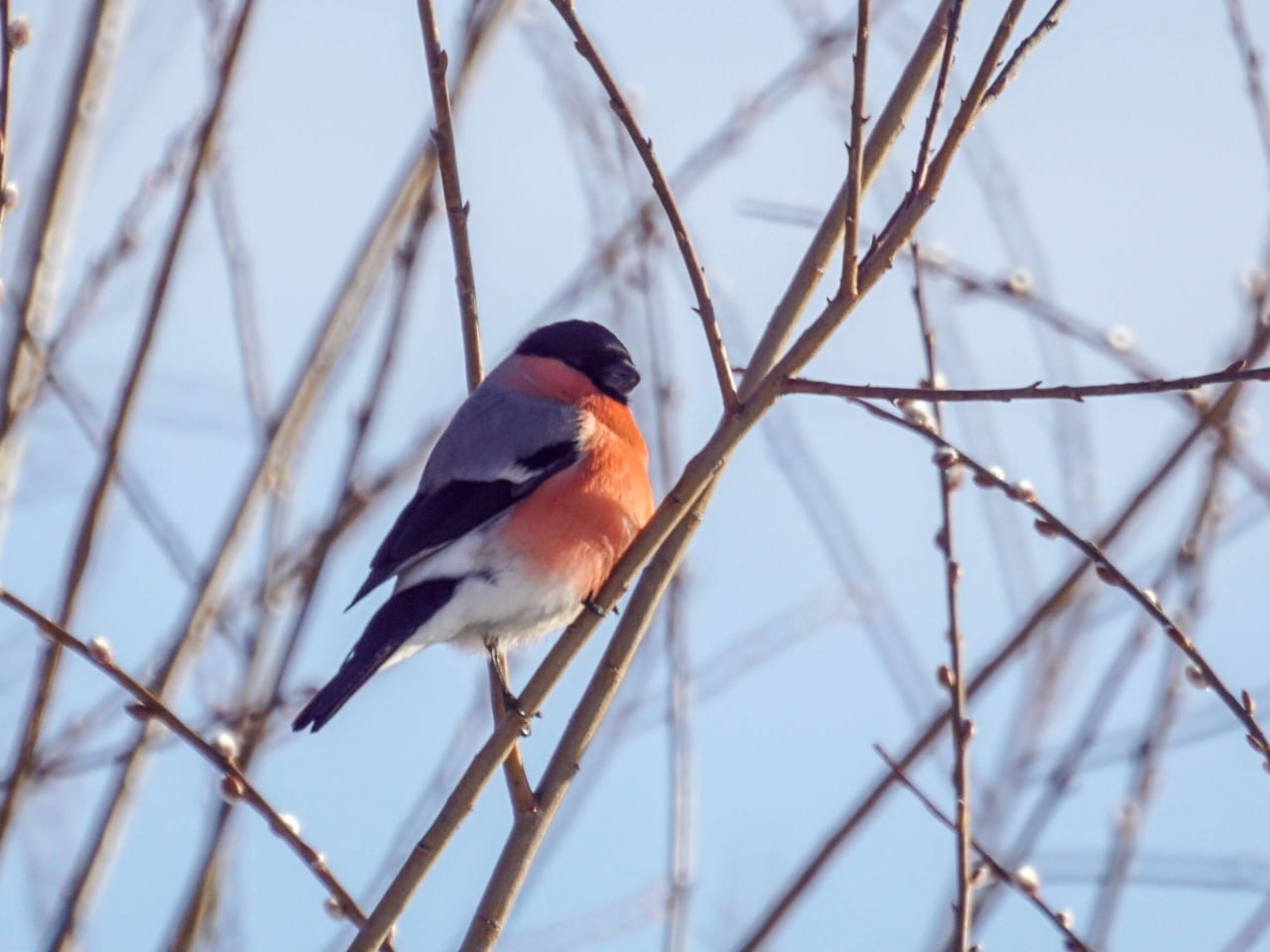Первые коршуны уже прилетели в Алтайский край Первые коршуны уже прилетели в Алтайский край