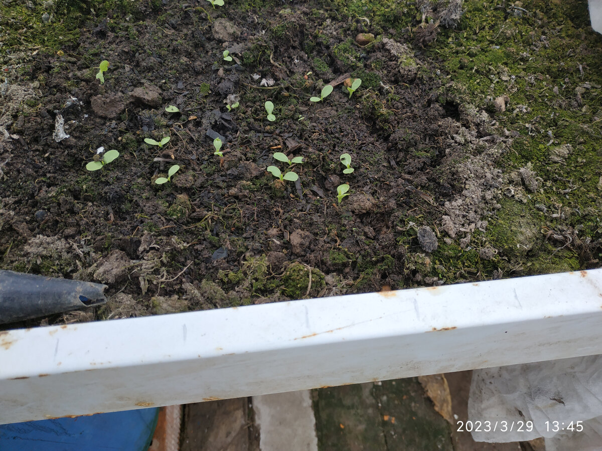 Как вырастить идеальный салат: советы для весеннего сада