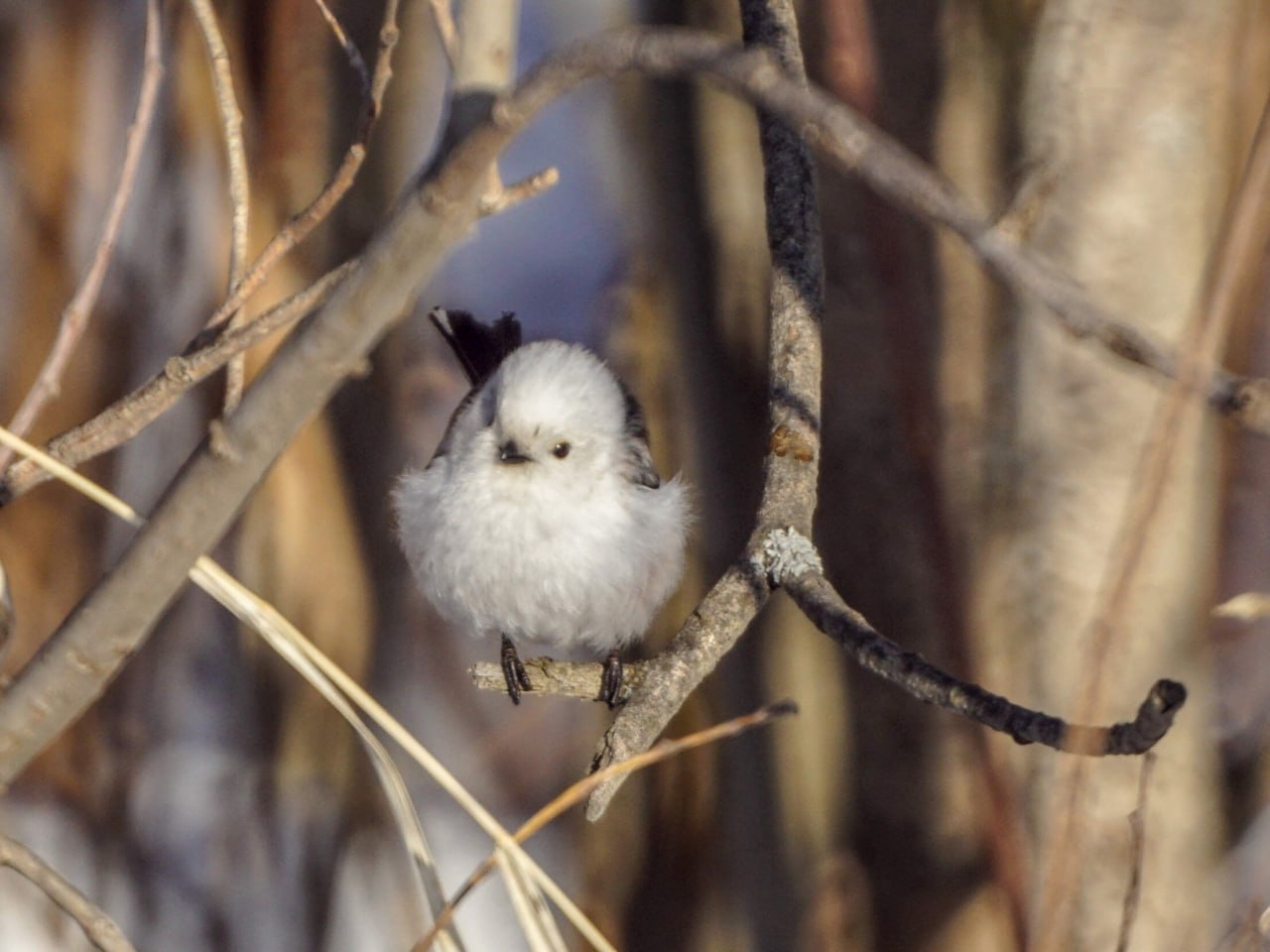 Первые коршуны уже прилетели в Алтайский край