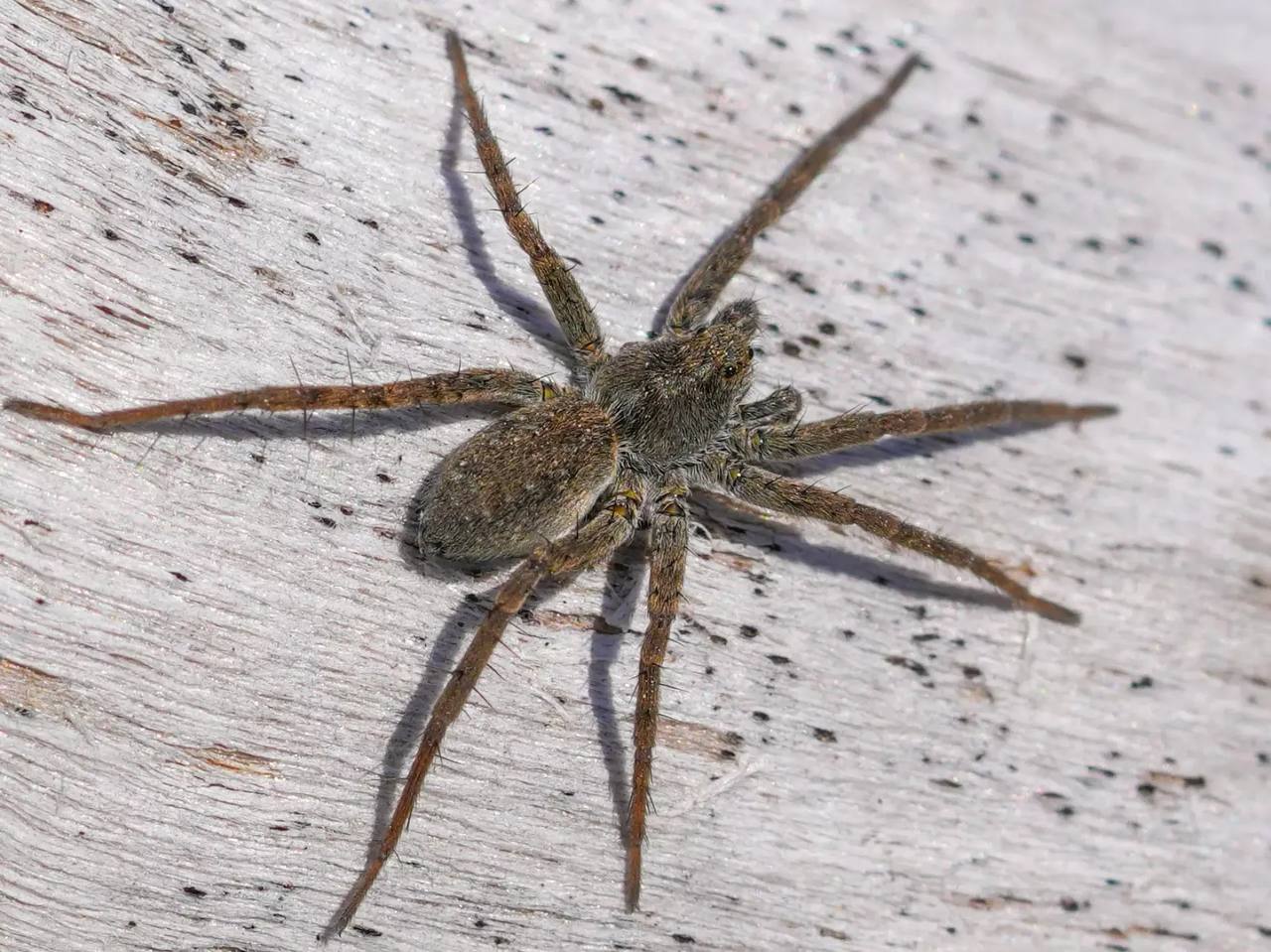 Пауки-волки появились на берегах Телецкого озера Пауки-волки появились на берегах Телецкого озера