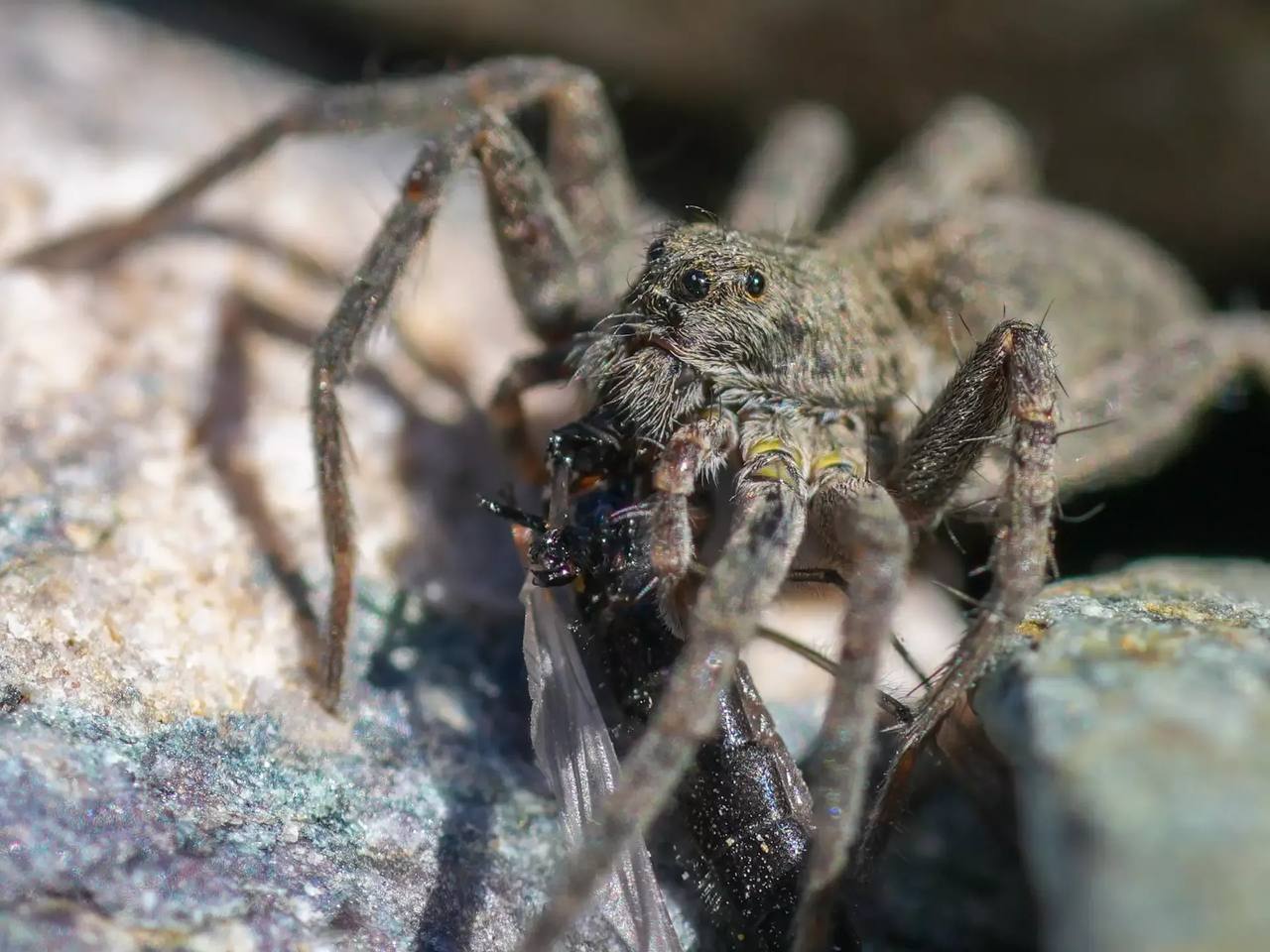 Пауки-волки появились на берегах Телецкого озера Пауки-волки появились на берегах Телецкого озера